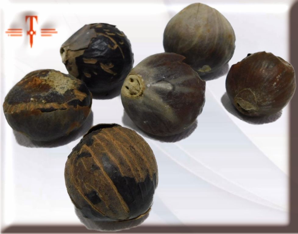 semilla Obi Motiwao - Imagen 2