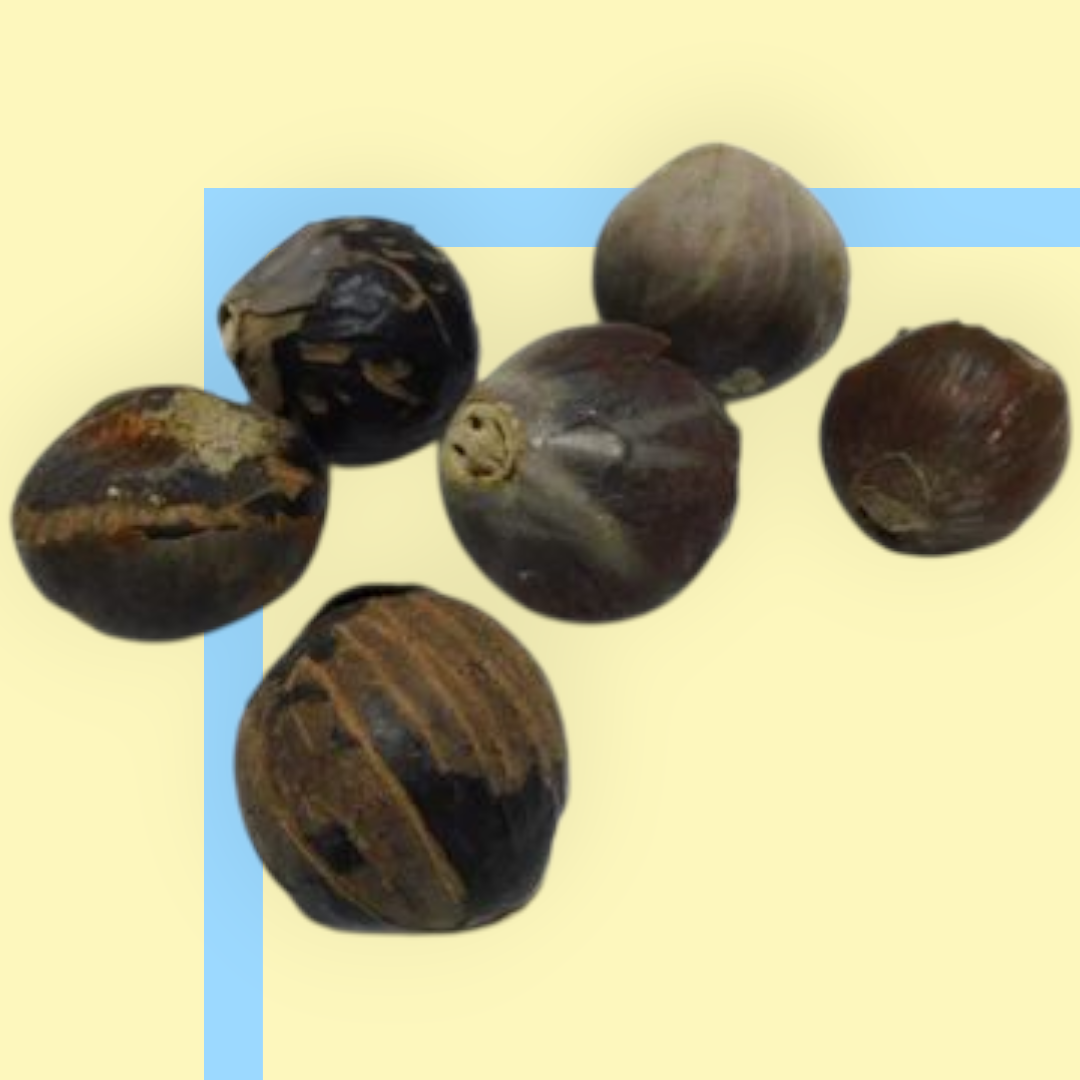 semilla Obi Motiwao