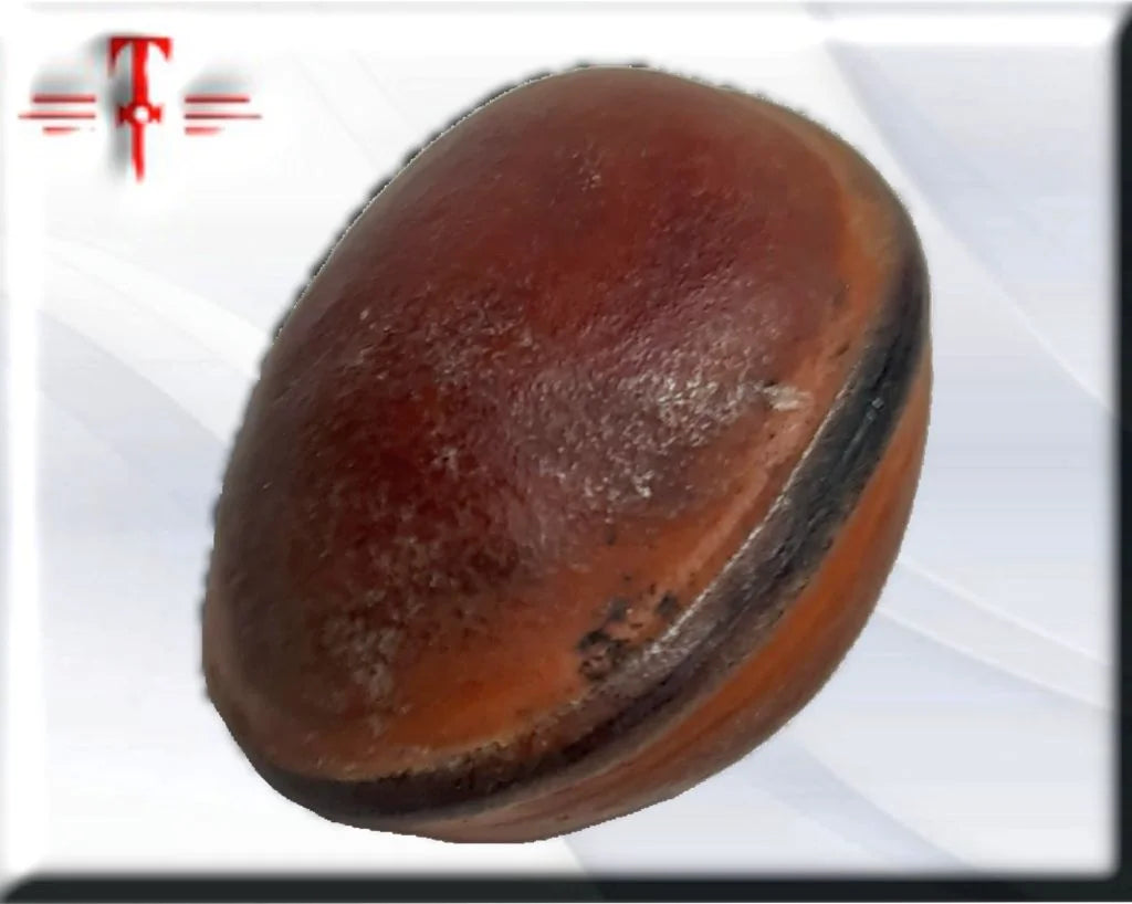 semilla Ojo de buey - Imagen 2