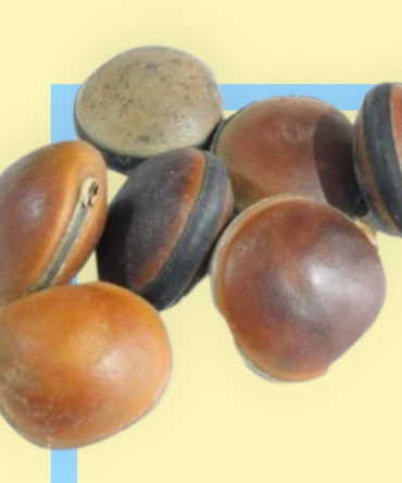 semilla Ojo de buey