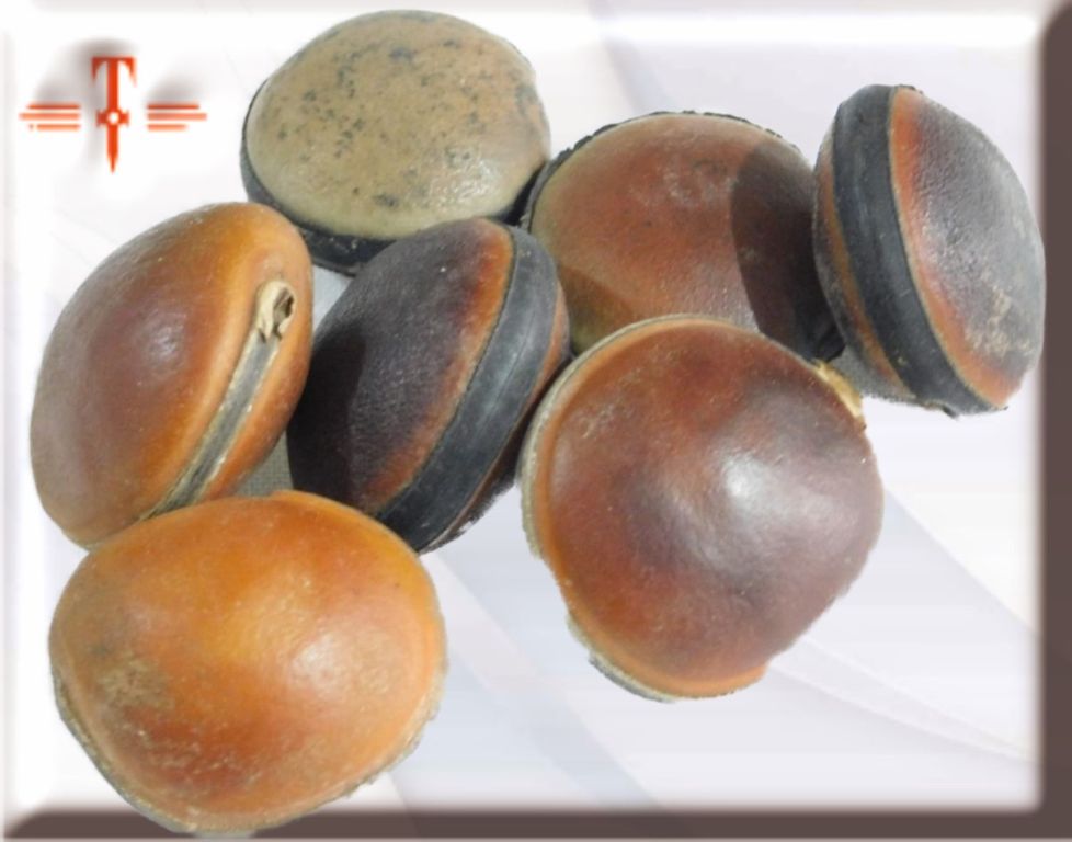 semilla Ojo de buey - Imagen 3