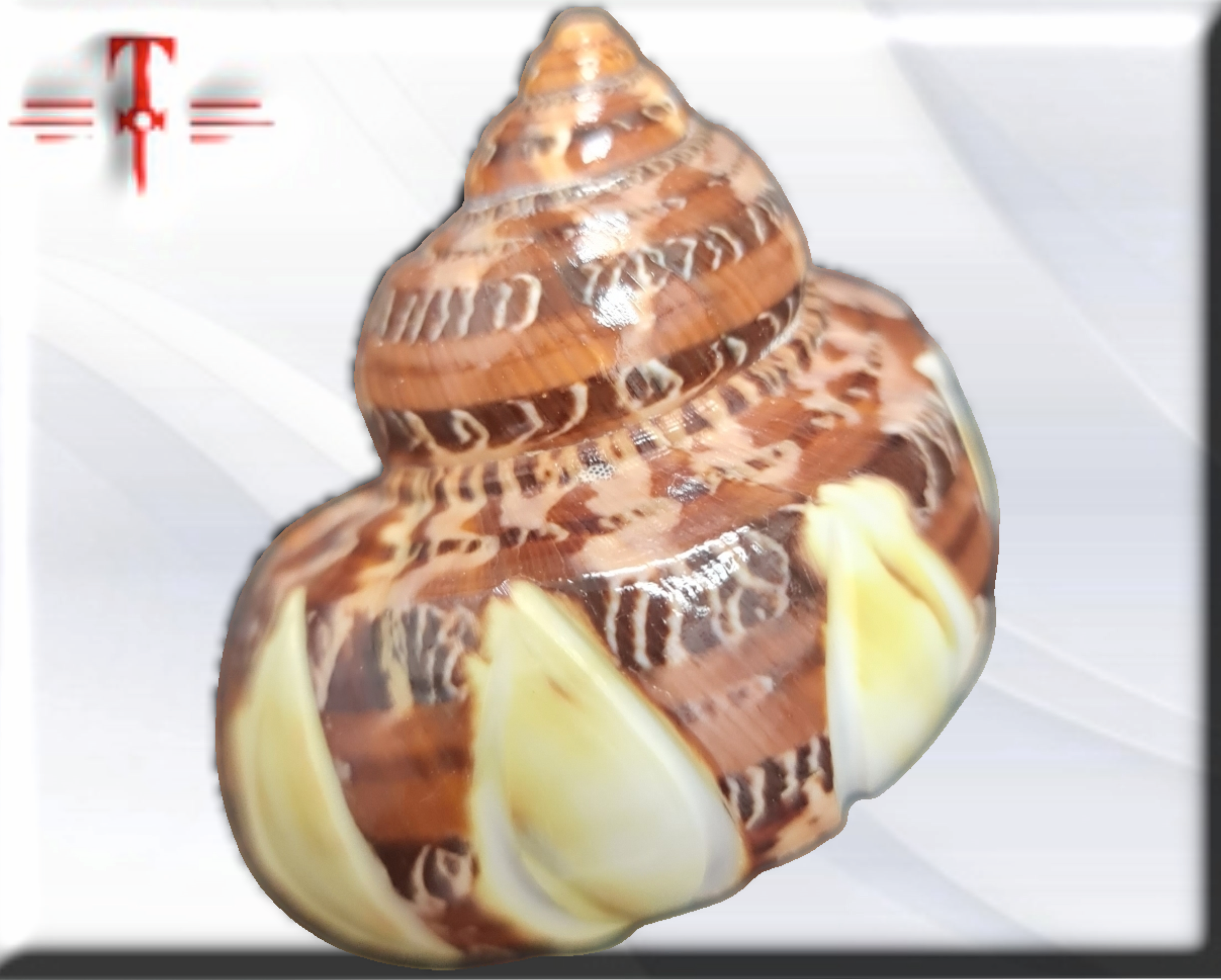 Turbo petolatus - Imagen 2