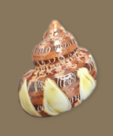 Turbo petolatus